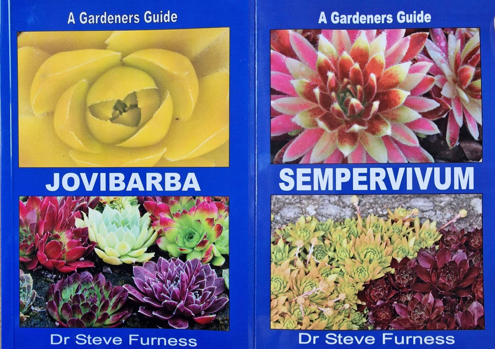 Jovibarba & Sempervivum Bundle - Alpine Garden Society